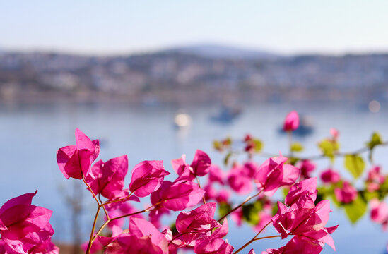 Purple bougainvillea flowers on the background of the sea and the island
