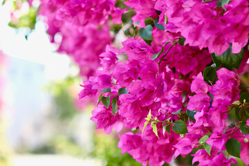 Lush bloom of pink bougainvillea. Tropical flowers background