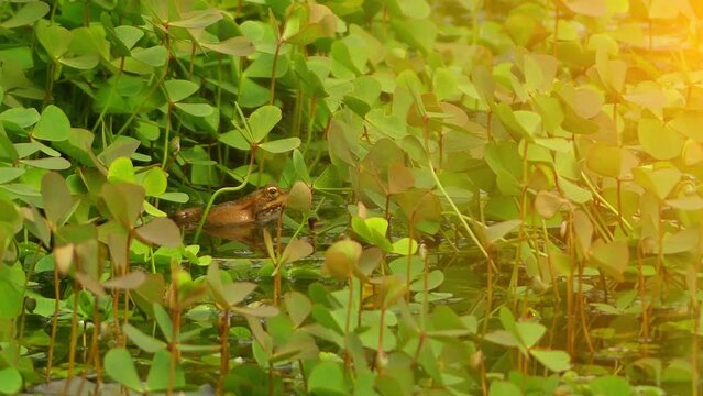 marsh frog (Pelophylax ridibundus)