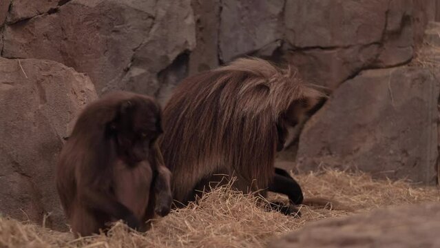 Baboons in captivity doing their work. Wild animal known as Cercopithecidae at zoo 4k