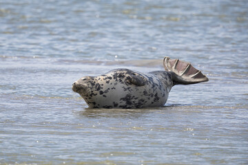Phoques et veaux marins © Poils&Plumesphotos