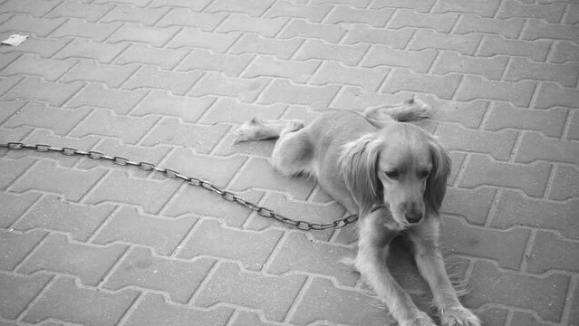 English Cocker Spaniel is breed of gun, active, good-natured, sporting dog