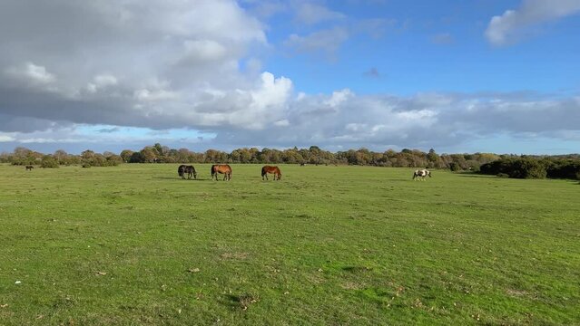 The scenic view of New Forest Ponies roam freely in the National Park, Hampshire, England. The New Forest is one of the largest remaining tracts of unenclosed pasture land, heathland and forest.