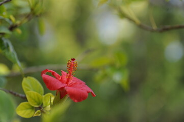 bee on a flower