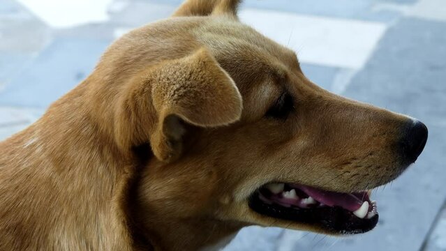 Carolina dog, yellow or yaller dog, American or Dixie Dingo, is a breed of medium-sized dog occasionally found feral in Southeastern United States, in stretches of longleaf pines and cypress swamps.
