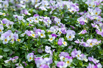 Obraz na płótnie Canvas Many purple pansy flowers in the flower garden Purple flowers, green stems, and leaves