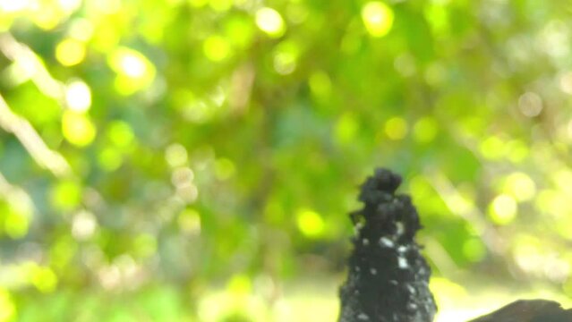 great curassow (Crax rubra)