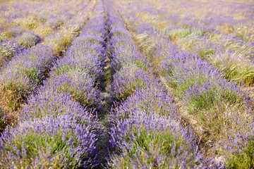 Lavender field on summer day.