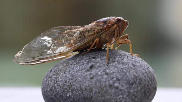 Closeup image of cicada. It is part of Brood X 17-year cicadas also known as the Great Eastern Brood.