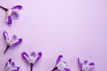 Beautiful Saffron crocus flowers on a purple background. Top view, flat lay. Space for text.