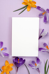 Spring flowers pattern. Frame of violet and yellow crocuses with paper blank. Top view, flat lay, banner. Space for text. Festive floral background.