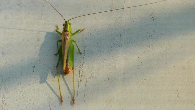 Locusts are certain species of short-horned grasshoppers