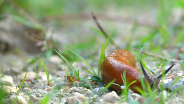 Spanish slug (Arion vulgaris)