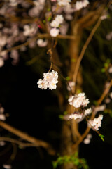 夜桜のアップ