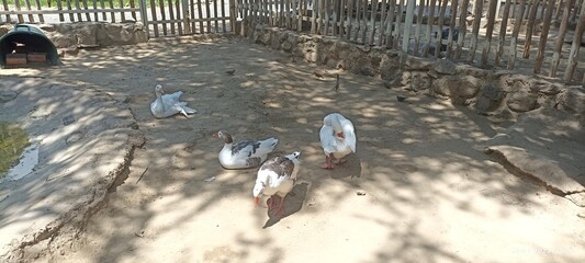 Obraz premium NATURALEZA