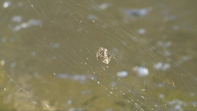 Ara&ntilde;a en su tela sobre arroyo, gotas de agua tela, agua movi&eacute;ndose, primavera