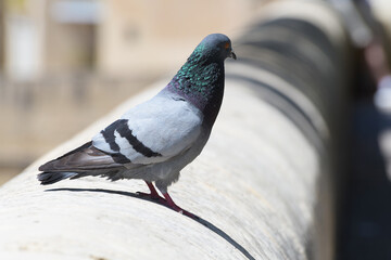 Close up of beautiful pigeon sitting on the wall. Animals in residential areas, ornithology