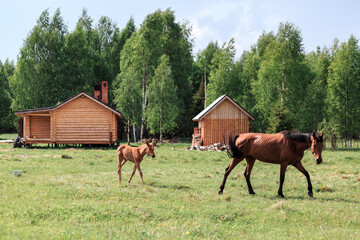 A horse and foal graze in a meadow in a field, against the background of wooden buildings, forest, animals, village, summer.