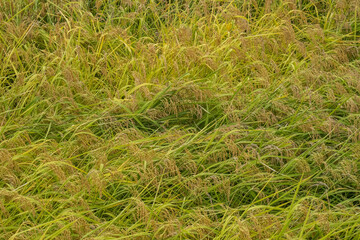 The beautiful rice fields of Chishang at harvest time, Chishang, Taitung, Taiwan