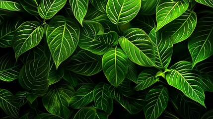 Lush greenery of vibrant dark green leaves in close-up