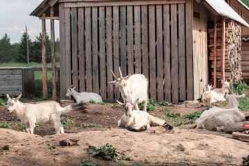 Wooden buildings, goats, animals, no people, cattle breeding, farming.