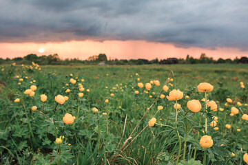 Green field with yellow flowers, orange sunset, blue clouds, summer, flowers, greenery, no one.
