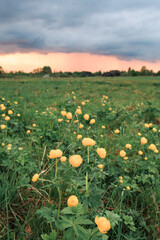 Green field with yellow flowers, orange sunset, blue clouds, summer, flowers, greenery, no one. Vertical orientation.