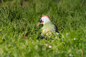 European Green Woodpecker in the morning light
