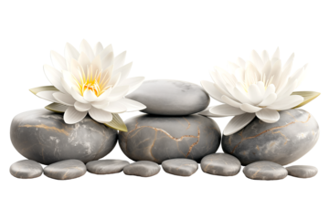 Front view of spa gray rocks with white lotus flowers on a cut out PNG transparent background