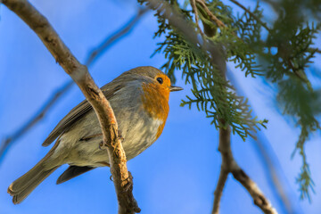 European Robin perched on a tree branch in the morning light