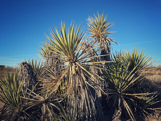 Fototapeta premium Joshua Tree