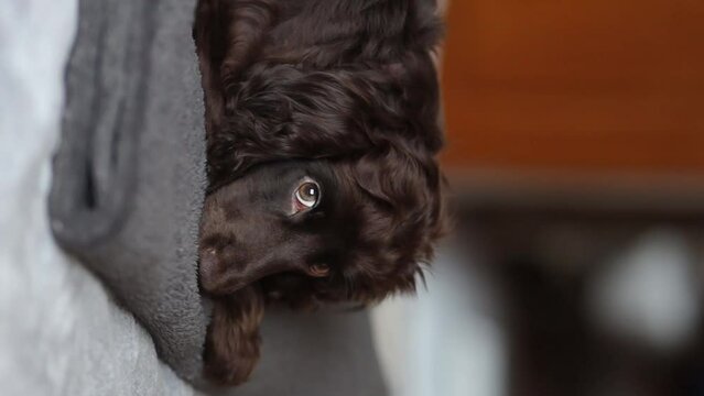 Young English Cocker Spaniel puppy sleeping on a bed close-up portrait. A dark brown English Cocker Spaniel puppy sleeps on the bed. English Cocker Spaniel puppy sleeps after a walk. Happy puppy