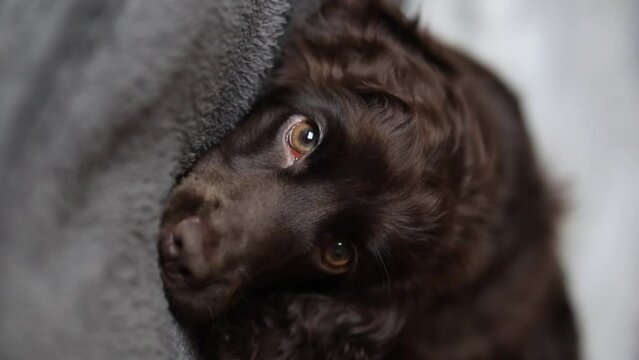 Young English Cocker Spaniel puppy sleeping on a bed close-up portrait. A dark brown English Cocker Spaniel puppy sleeps on the bed. English Cocker Spaniel puppy sleeps after a walk. Happy puppy