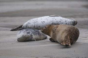 Phoques et veaux marins