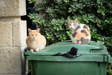 Two Alley Cats on a Garbage Dumpster