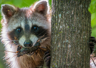 Raccoon in a Tree Looking Straight into Camera with a Crayfish in its Mouth © Kerry