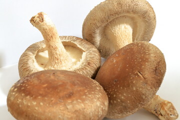 The shiitake  is an edible mushroom native to East Asia, which is cultivated and consumed around the globe. It is considered a medicinal mushroom in some forms of traditional medicine.