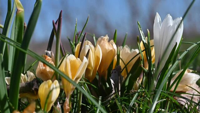 Close-up of blooming colorful crocuses in the park. Group of wildflowers with bright petals in a springtime.