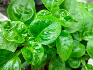 fresh Brazilian spinach leaves. Vegetable side dish full of vitamins and vegetable protein.
