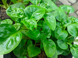 fresh Brazilian spinach leaves. Vegetable side dish full of vitamins and vegetable protein.