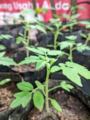 planting tomato seeds before moving the garden to a larger planting medium.