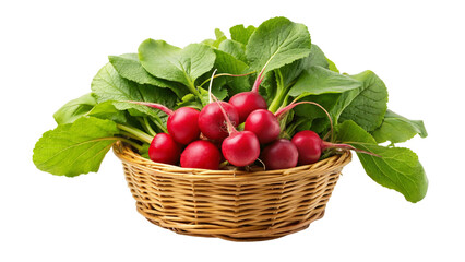 fresh red radish in basket isolated on Transparent background.