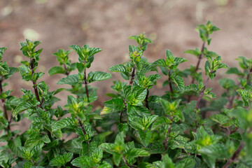 Mint bush with green leaves in the garden, aromatic fresh organic mint outdoors. - 762331920