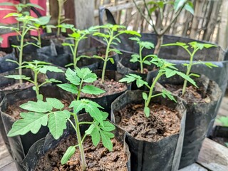 planting tomato seeds before moving the garden to a larger planting medium.