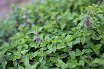 Banana mint bush with vivid green leaves in the garden, aromatic fresh organic mint outdoors. Mentha arvensis Banana. - 762332535