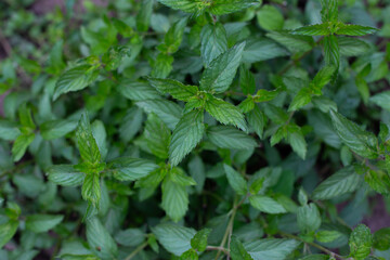 Mint bush with green leaves in the garden, aromatic fresh organic mint outdoors. - 762332783
