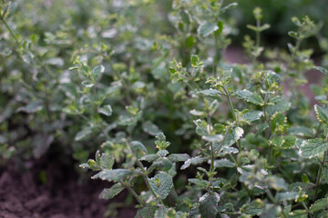 Pineapple mint bush with ornamental variegated green and white leaves in the garden, aromatic fresh organic mint outdoors. Mentha suaveolens Variegata. - 762333120