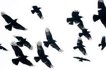 Silhouette flying birds on white background.