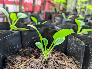 Plant pak choy vegetable seeds using polybags and soil planting media.