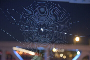 Intricate Spiderweb against a Nighttime City Lights Backdrop